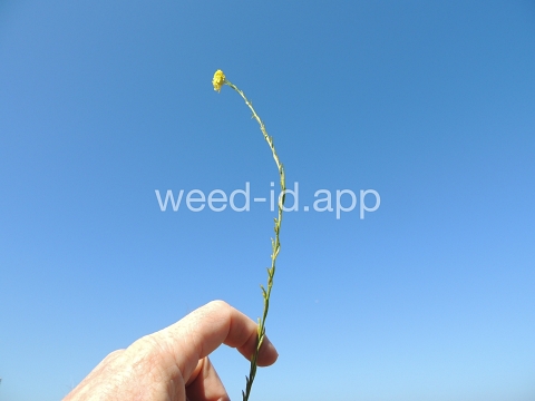 mustard, shortpod